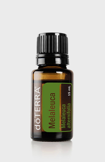 Melaleuca