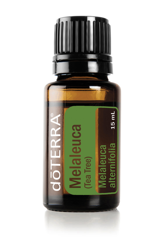 Melaleuca